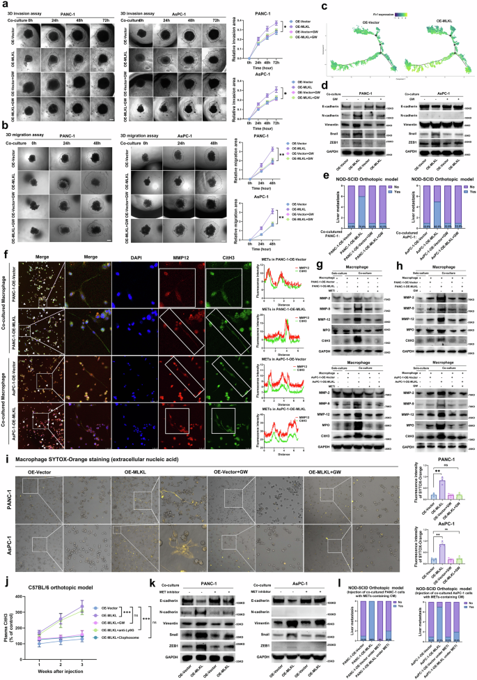Fig. 6: MLKL-driven necroptosis induces METs formation to promote tumour metastasis.