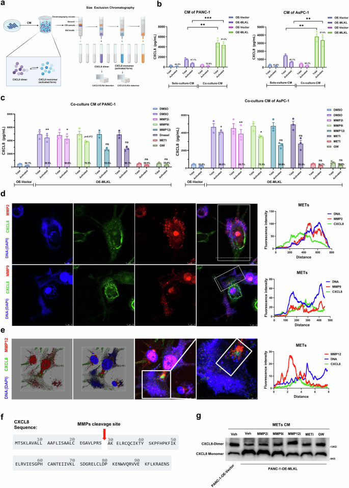Fig. 8: METs trap CXCL8 and cleave CXCL8 into activated CXCL8-monomer.