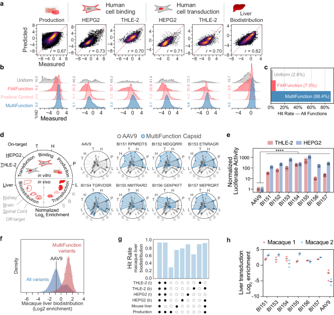Fig. 4: Liver-targeted MultiFunction library design, validation in human cells and mice, and translation to macaque.