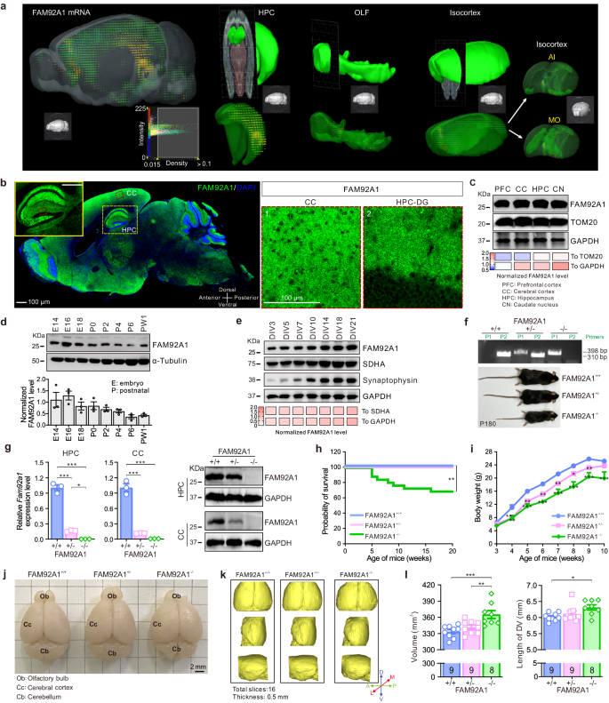Membrane remodeling by FAM92A1 during brain development regulates 