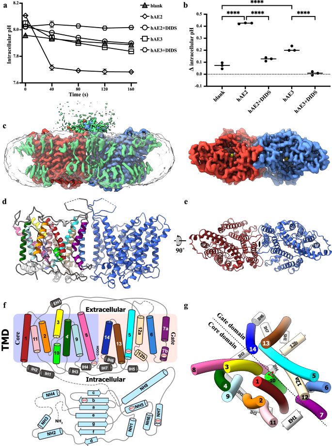 Fig. 1: The overall structure and the arrangement of transmembrane helices of human AE3.
