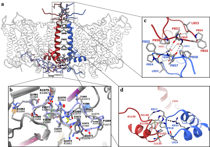 Fig. 2: The dimeric interface and the loopTMH10/11 of hAE3.