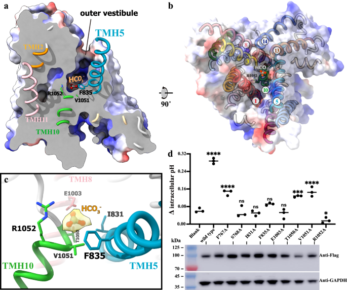 Fig. 3: The substrate binding site in the outer vestibule of hAE3.