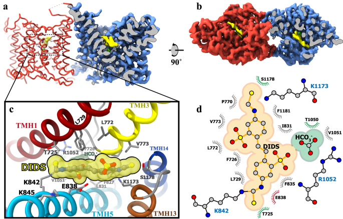 Fig. 4: DIDS Inhibitor Binding in hAE3’s Outer Vestibule.