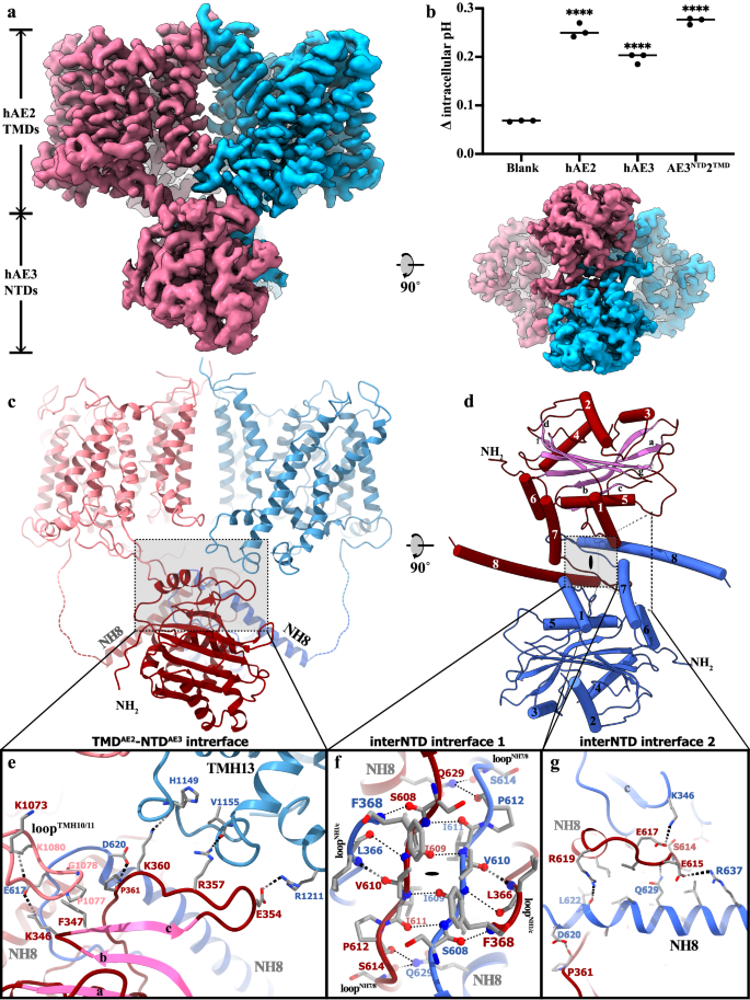 Fig. 5: The structural analysis of AE3NTD2TMD chimera.