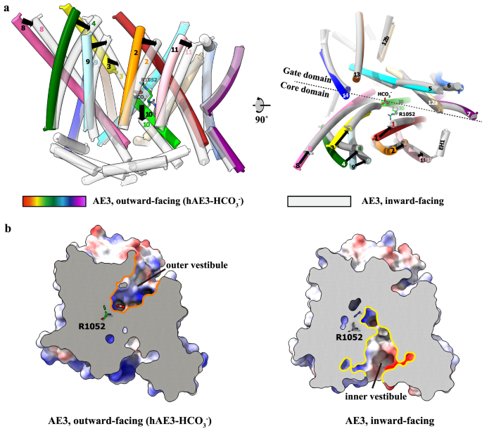 Fig. 6: Conformational Dynamics of hAE3 During Substrate Transport.