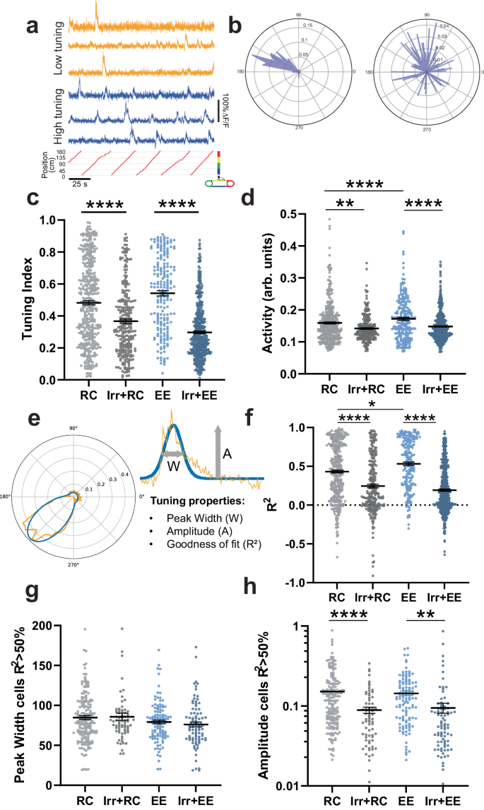 Fig. 3: Ablating adult neurogenesis reduces tuning specificity and activity.