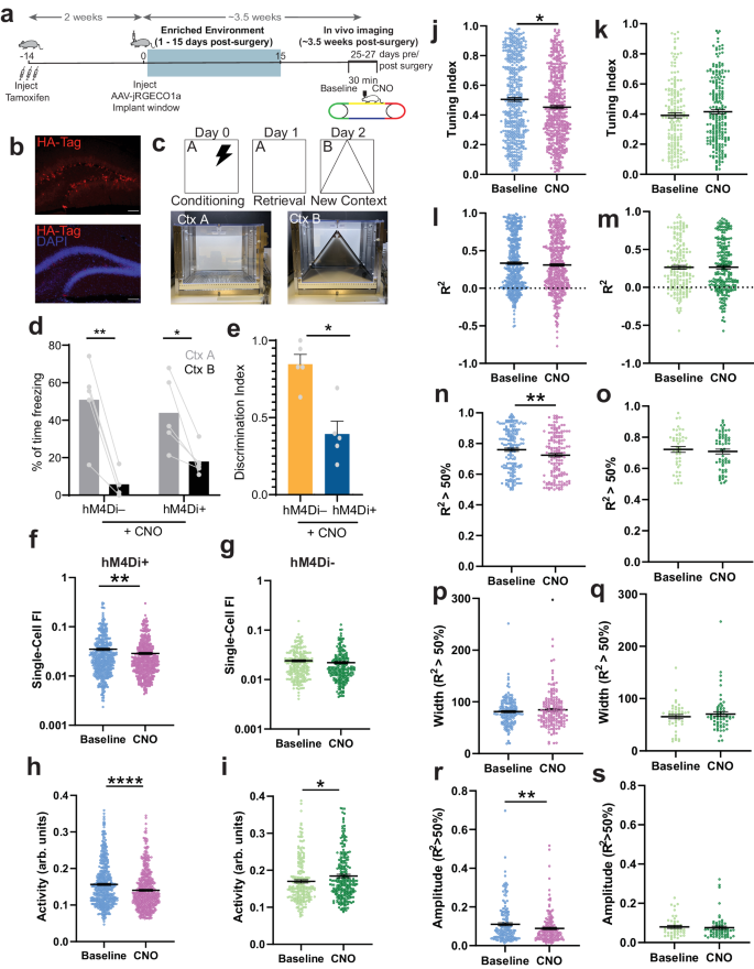 Fig. 4: Acute chemogenetic silencing of ABNs decreases spatial information content in the DG.