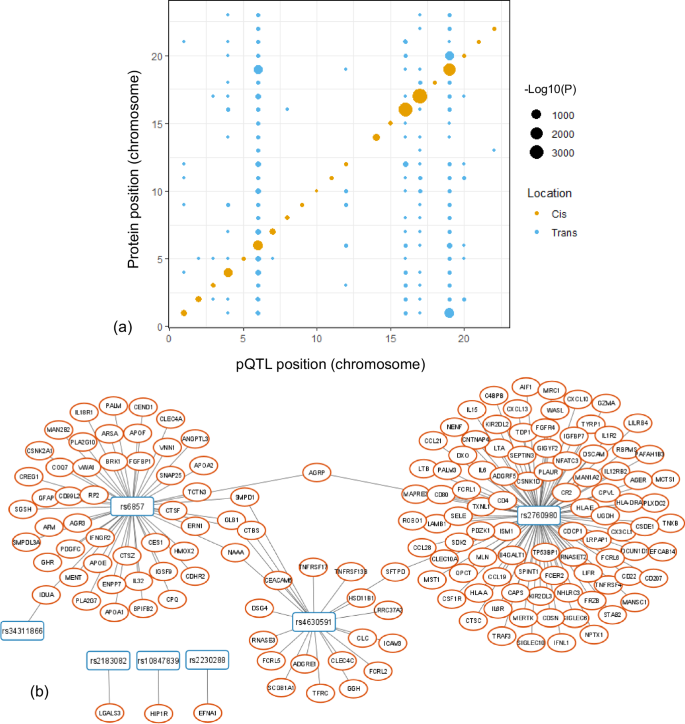 Fig. 3: Chromosomal positions of the identified pQTLs relative to their associated proteins.