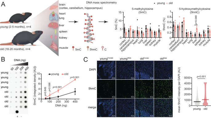 Fig. 1: Global accumulation of 5hmC in the aging liver.