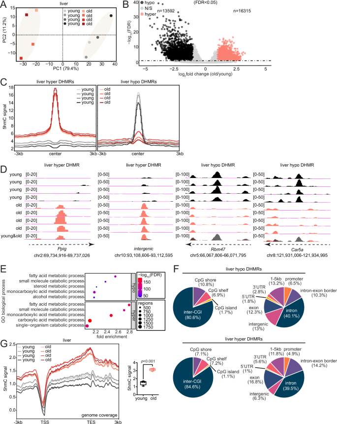 Fig. 2: 5hmC accumulates at genic regions associated with hepatic metabolism during aging.
