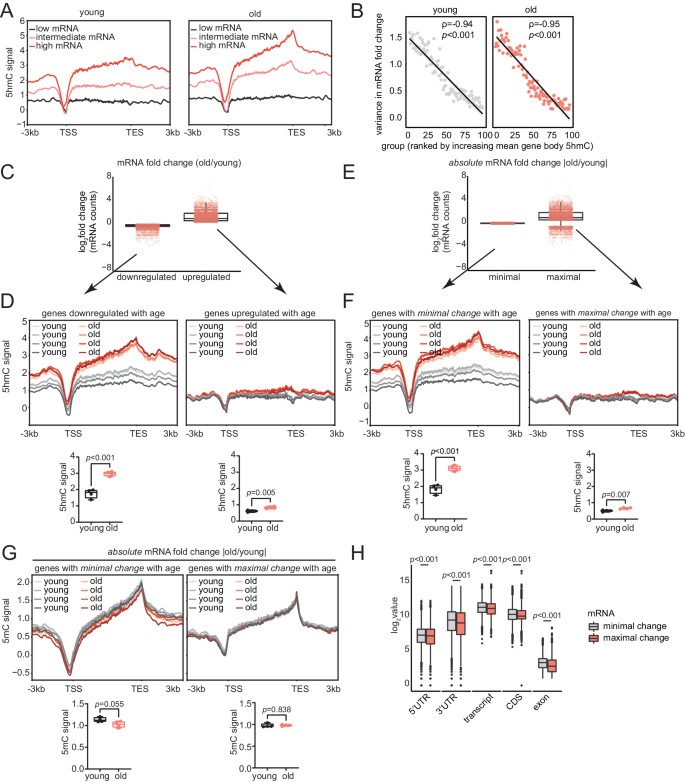 Fig. 3: Gene body 5hmC restricts the magnitude of transcriptional changes during aging.