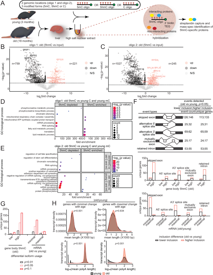 Fig. 4: Alternative splicing mediates 5hmC’s transcriptionally restrictive function through decreased binding of splicing factors.