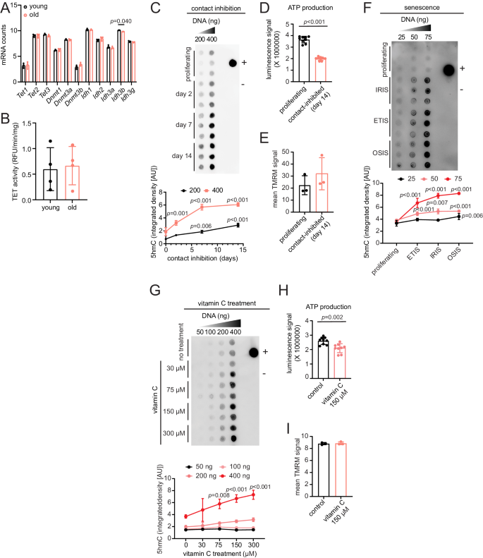 Fig. 5: Quiescence and senescence drive the increase of 5hmC with age and impact ATP production.