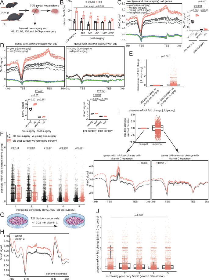 Fig. 6: Altering 5hmC levels affects transcriptional magnitude.