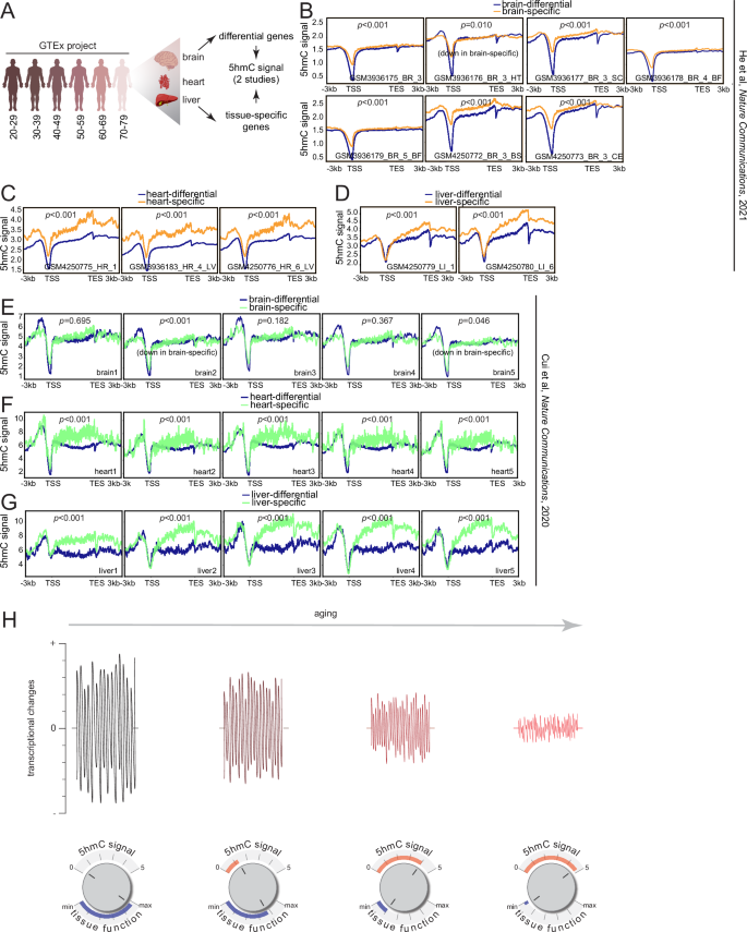 Fig. 7: Human tissues also show 5hmC-mediated transcriptional restriction.