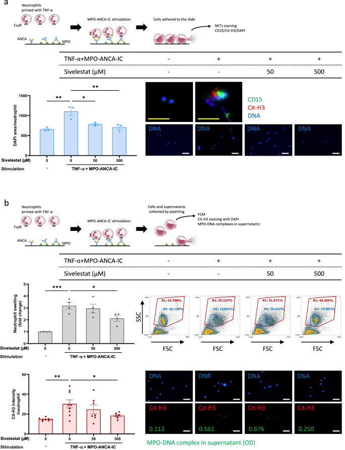 Fig. 3: Suppression of NET formation of TNF-α-primed neutrophils by pharmaceutical inhibition of NE.