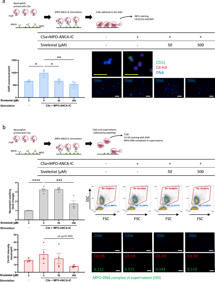 Fig. 4: Suppression of NET formation of C5a-primed neutrophils by pharmaceutical inhibition of NE.