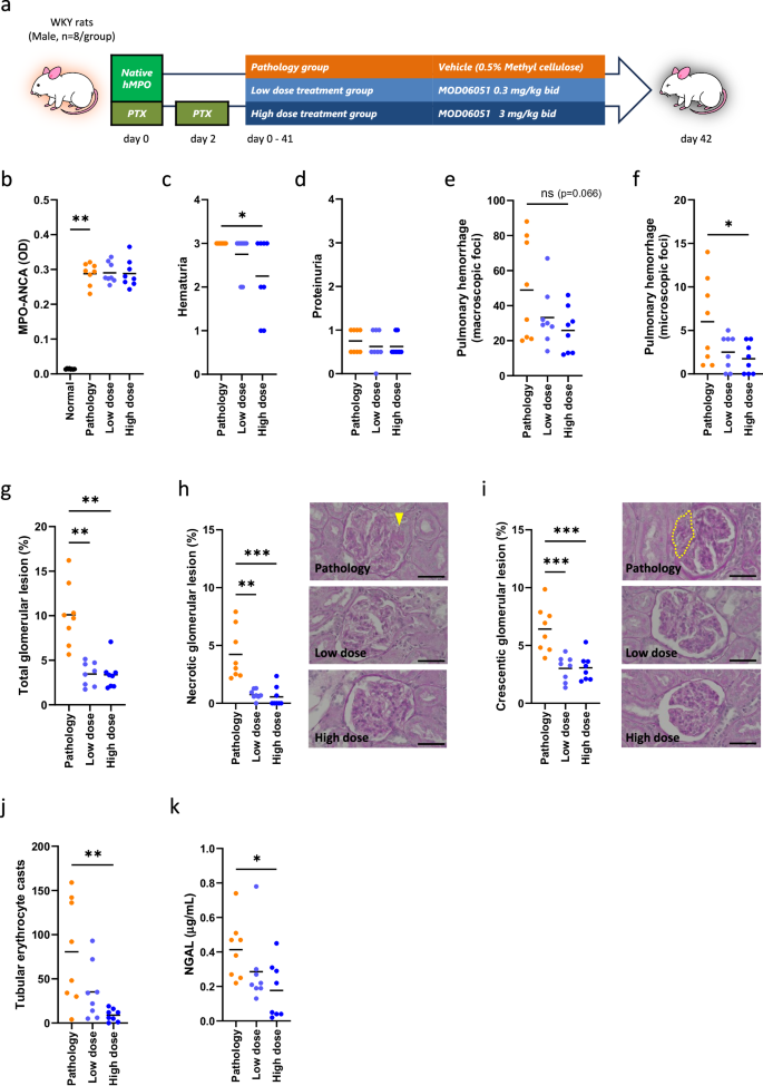 Fig. 5: Effects of MOD06051 on MPO-AAV rats.