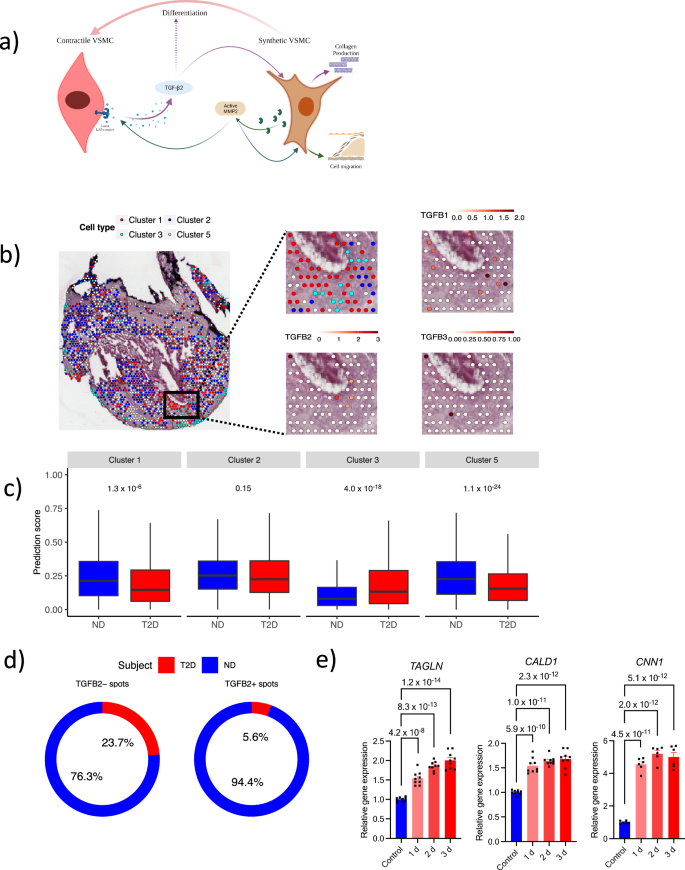 Fig. 6: Hyperglycemia reduces vascular smooth muscle cells migration and differentiation.