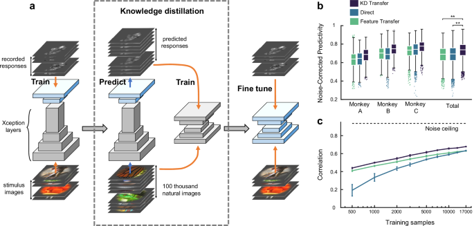 Fig. 2: DNN modeling on cortical response dataset.