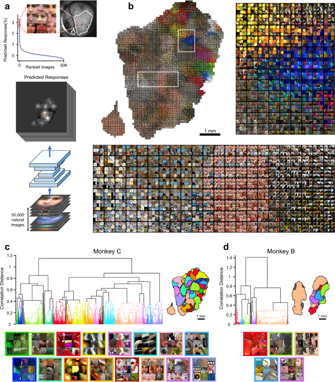 Fig. 3: Natural image preference maps predicted from a DNN model.