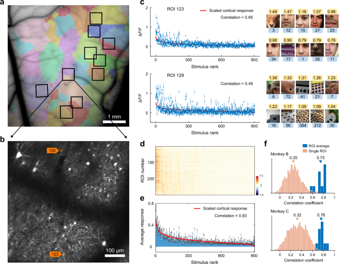Fig. 5: Stimulus preference testing of single-neurons with two-photon imaging.