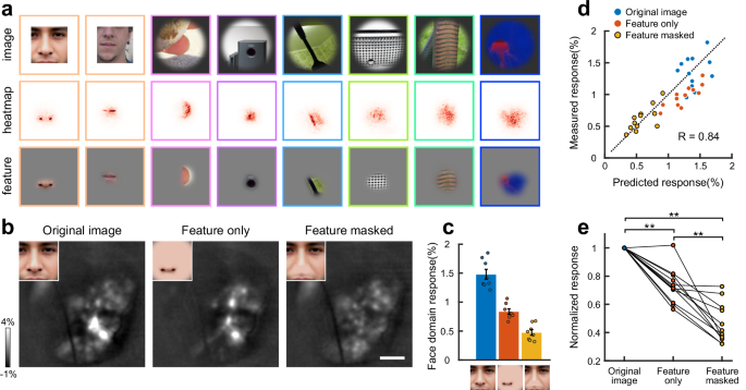 Fig. 6: Identifying critical image components with feature attribution analysis.
