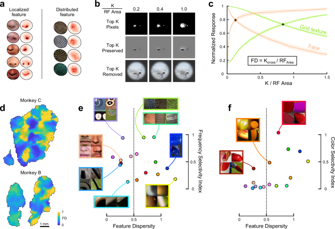 Fig. 7: In silico tests reveal a V4 functional map of feature dispersity.