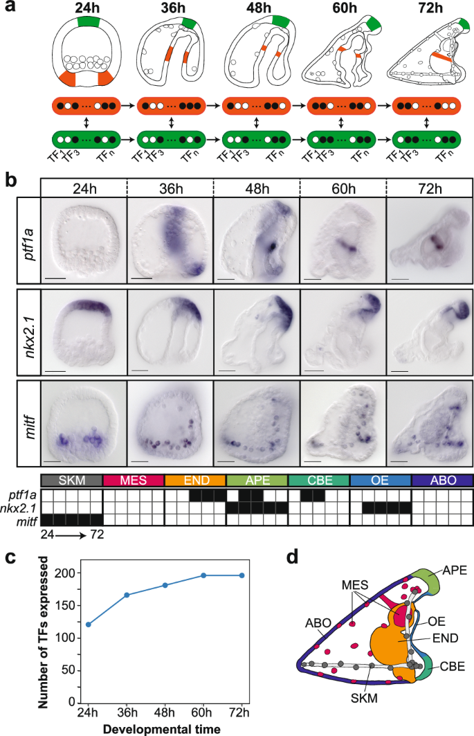 Combinatorial regulatory states define cell fate diversity during 