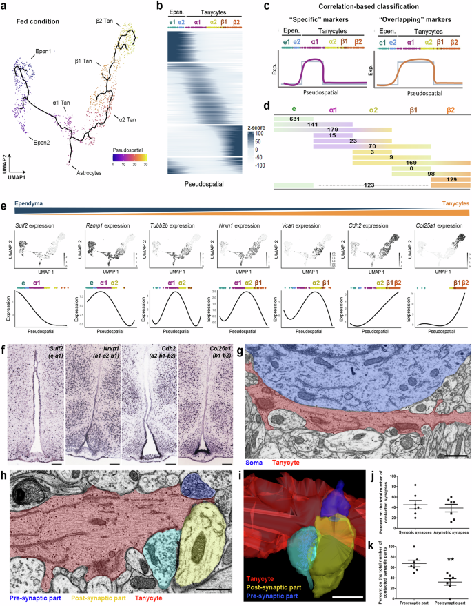 Fig. 2: Fine heterogeneity of the 3V ependyma revealed by supervised pseudospatial analysis.