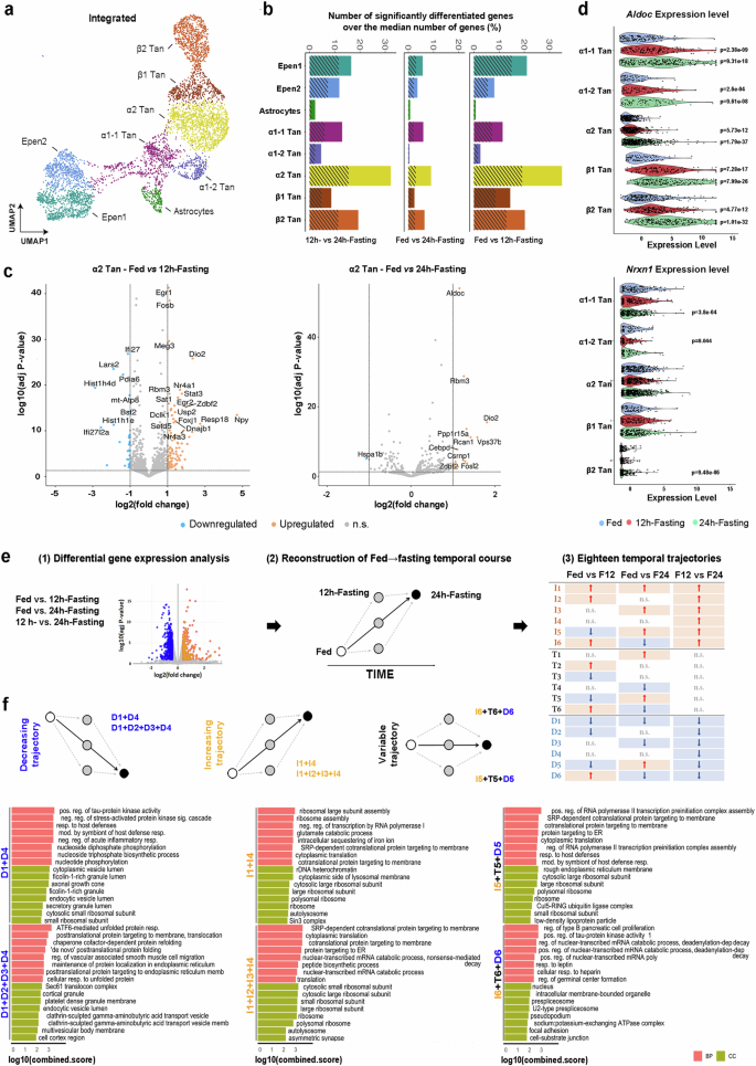 Fig. 4: Fed→Fasting temporal trajectories based on differential gene expression analysis reveal a cell state switch during energy imbalance.