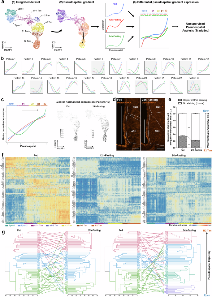 Fig. 5: Differential pseudospatial analysis reveals gene expression shifts between ependymal populations during energy imbalance.
