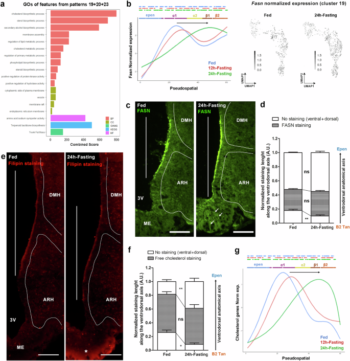 Fig. 6: Changes in lipid metabolism defined by differential pseudospatial analysis.