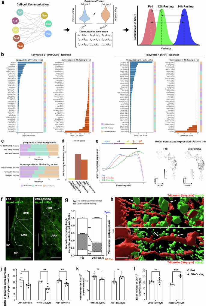 Fig. 7: Changes in tanycyte-neuron interactions characterized by differential pseudospatial analysis and cell-cell communication.