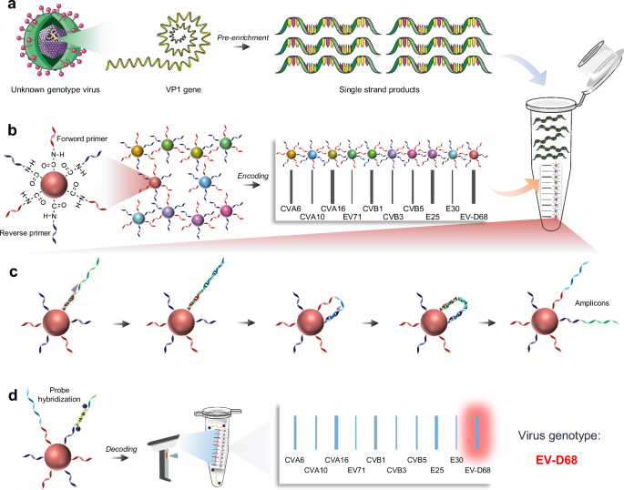 Fig. 1: Schematic overview of SSNB for HEV genotyping.