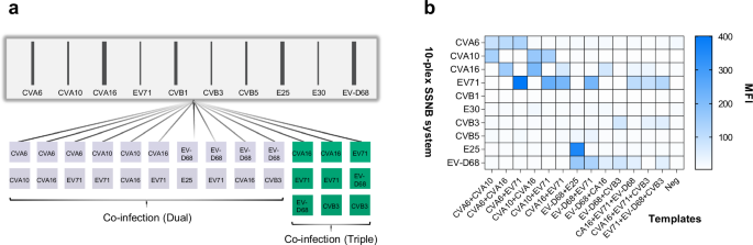 Fig. 5: Validation of co-infection identification by SSNB.