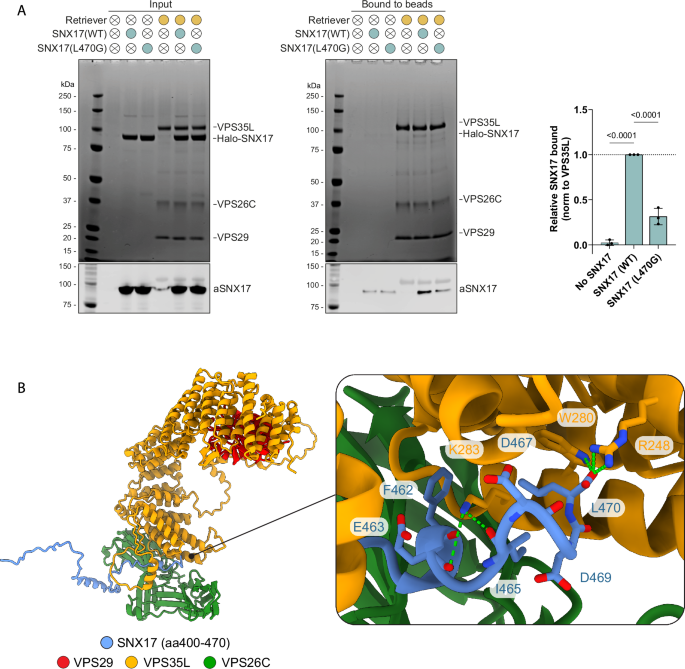 Fig. 1: SNX17 directly binds to Retriever.