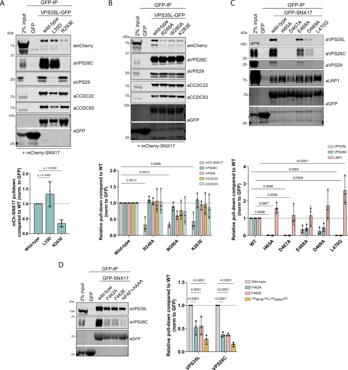 Fig. 2: SNX17 binds to the VPS35L-VPS26C interface of Retriever.