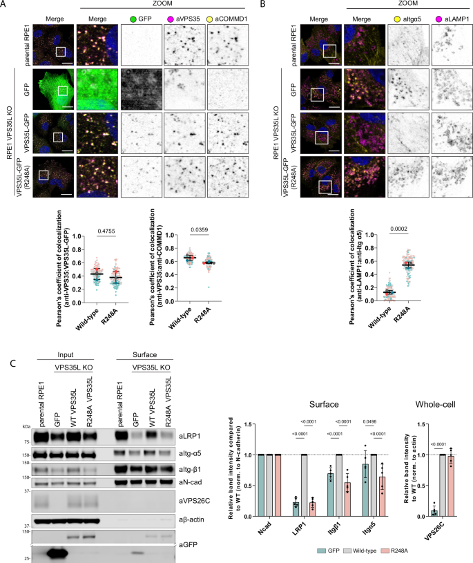 Fig. 3: SNX17-Retriever coupling is essential for Retriever-cargo retrieval to plasma membrane.