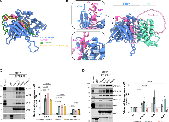 Fig. 4: Intramolecular association between SNX17 FERM domain and 459NFAF462 autoinhibits SNX17 binding to cargo and Retriever.