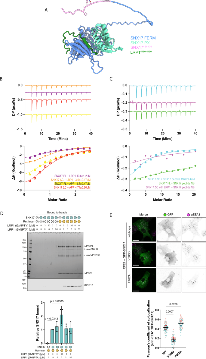 Fig. 5: Cargo binding to SNX17 relieves autoinhibition and promotes association with Retriever.