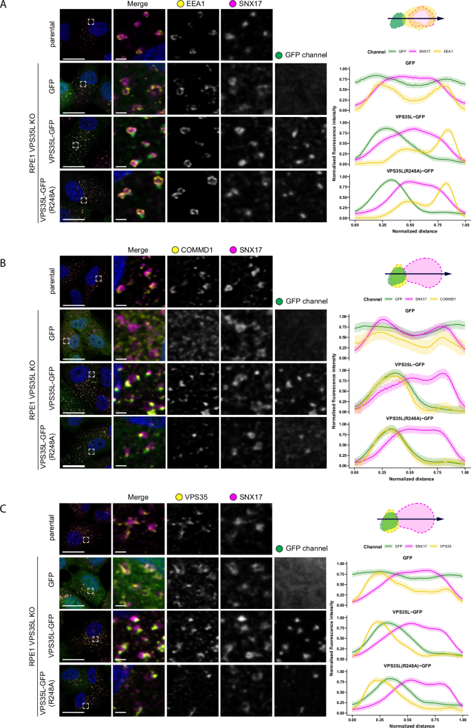 Fig. 6: Retriever resides on recycling sub-domain of endosome and colocalises with the markers of the CCC complex.