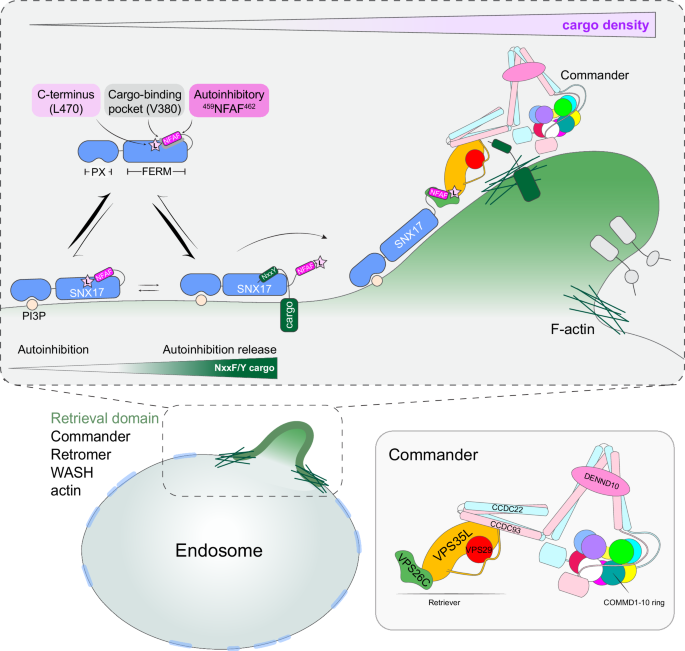 Fig. 8: Model of SNX17-Commander association and its regulation through ØxNxx[Y/F] cargo-density sensing and endosomal sub-domain organization.