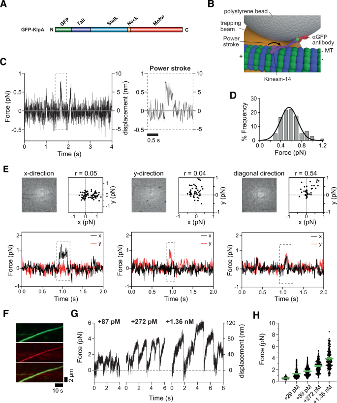 Kinesin-14 HSET and KlpA are non-processive microtubule motors with ...