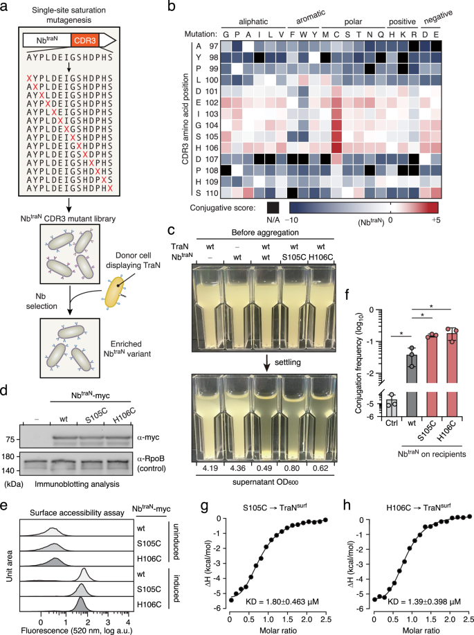 Fig. 4: Discovery of optimized NbtraN variants through deep mutational scanning.