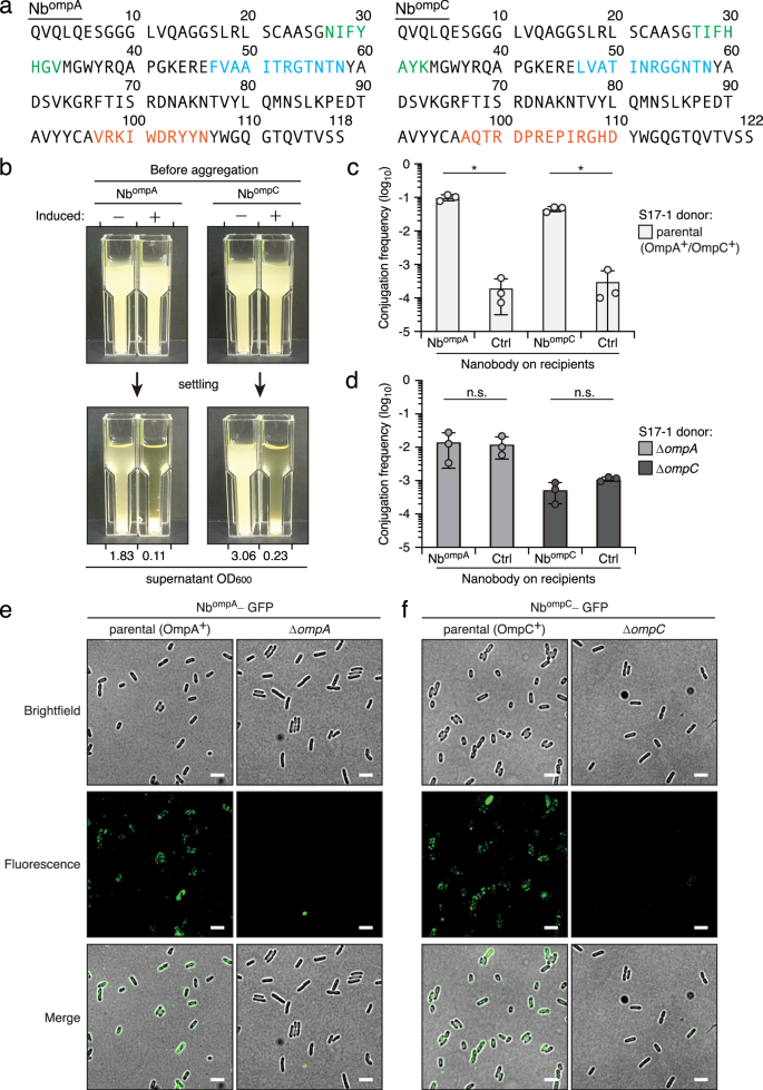 Fig. 5: Nanobody CAM targeting of E. coli integral membrane proteins OmpA and OmpC.
