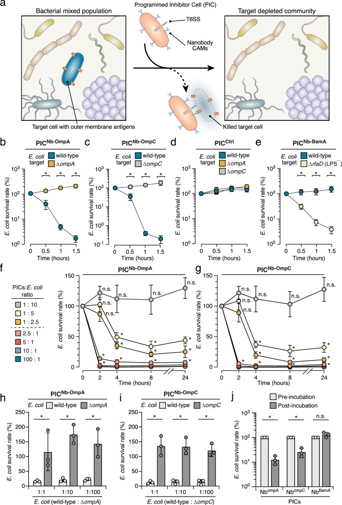 Fig. 6: Mounting NbompA and NbompC on PICs directs antibacterial activity toward target E. coli in bacterial mixtures.