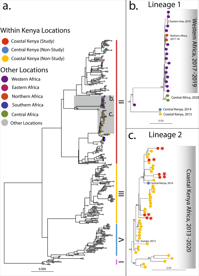 Fig. 2: Maximum-likelihood phylogenetic tree of DENV-2 constructed using six study sequences as well as 37 publicly available sequences from other sites in Kenya and 312 sequences from elsewhere, downloaded from Genbank.