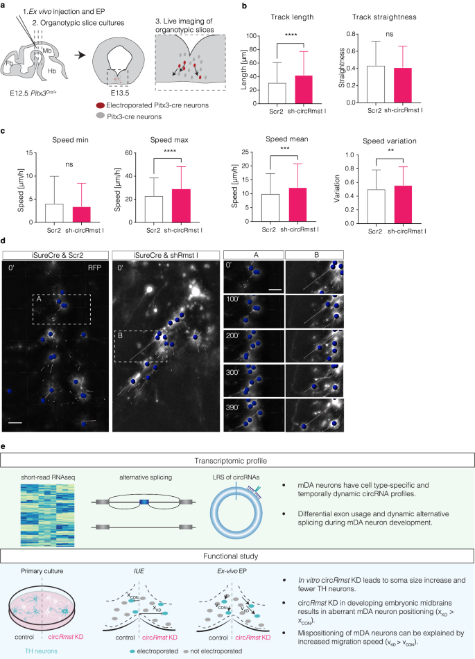 Fig. 10: Analysis of mDA neuron migration parameters following ex vivo circRmst knockdown.